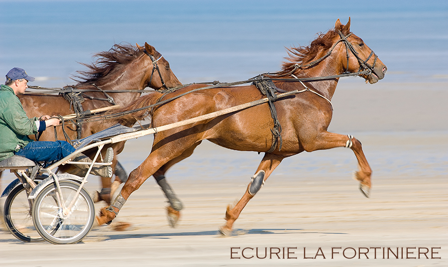 Reportage corporate pour l'écurie La Fortinère : Christophe Marie, entraineur de trotteur français